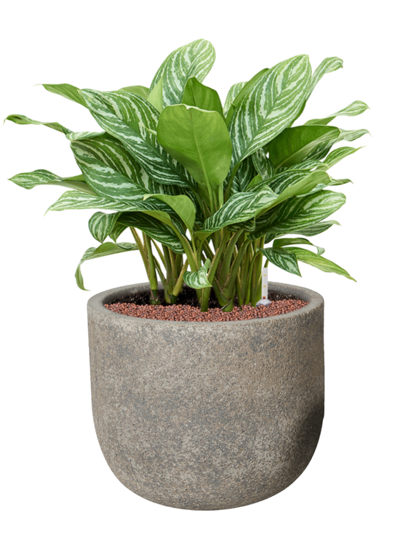 Aglaonema 'Stripes' en Cement & Stone, Pottery Pots