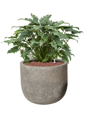 Philodendron 'Xanadu' en Cement & Stone
