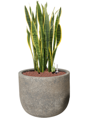Sansevieria trifasciata 'Laurentii' en Cement & Stone
