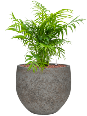 Chamaedorea elegans en Cement & Stone