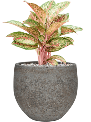 Aglaonema 'Painted Celebration' en Cement & Stone