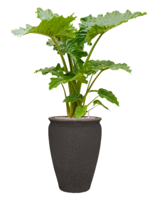 Alocasia 'Portodora' en Mediterranean