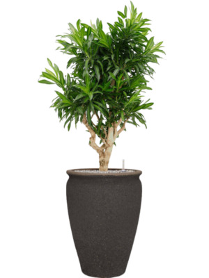 Pleomele reflexa 'Song of Jamaica' en Mediterranean