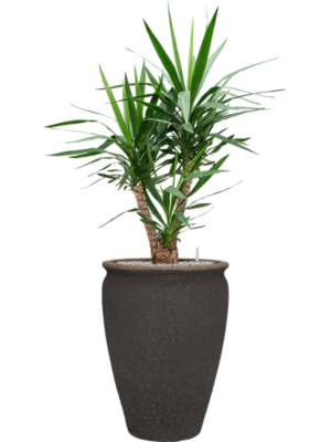 Yucca elephantipes en Mediterranean