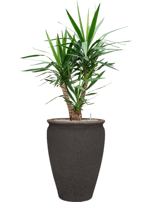 Yucca elephantipes en Mediterranean, Pottery Pots