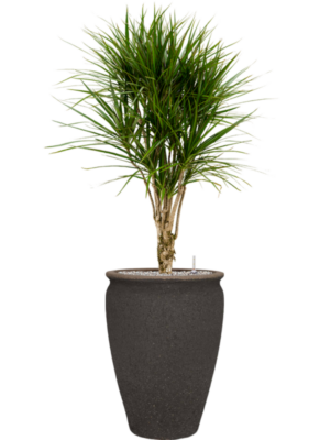 Dracaena marginata en Mediterranean