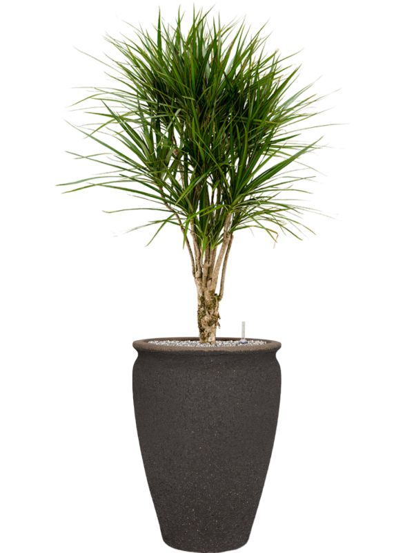 Dracaena marginata en Mediterranean, Pottery Pots