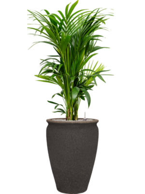 Kentia (Howea) forsteriana en Mediterranean
