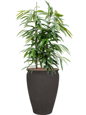 Ficus binnendijkii 'Amstel King' en Mediterranean