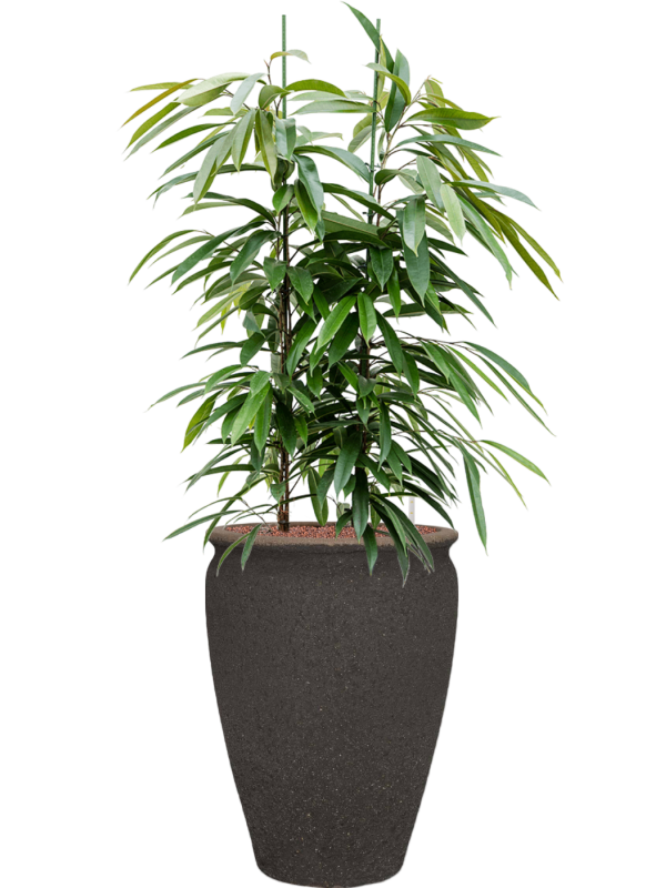 Ficus binnendijkii 'Amstel King' en Mediterranean, Pottery Pots