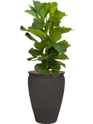 Ficus lyrata en Mediterranean