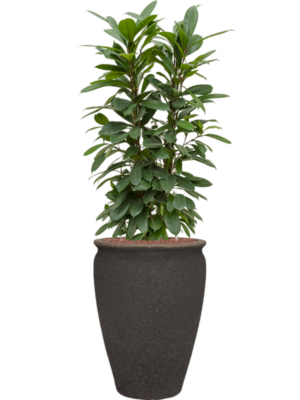 Ficus cyathistipula en Mediterranean