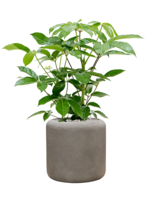Schefflera actinophylla 'Amate' en Baq Nucast