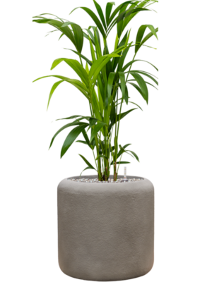 Kentia (Howea) forsteriana en Baq Nucast