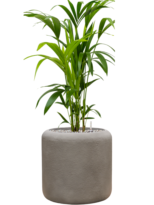 Kentia (Howea) forsteriana en Baq Nucast
