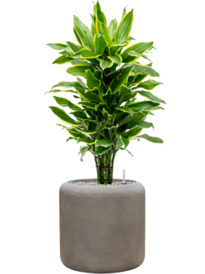 Dracaena fragrans 'Golden Coast' en Baq Nucast