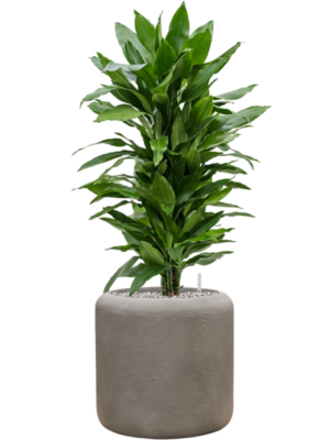 tDracaena fragrans 'Janet Lind' en Baq Nucast