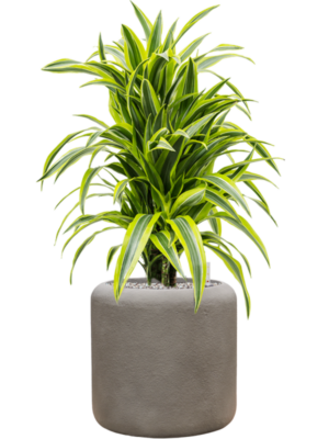Dracaena fragrans 'Lemon Lime' en Baq Nucast