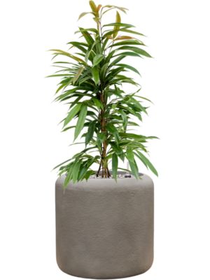 Ficus binnendijkii 'Amstel King' en Baq Nucast