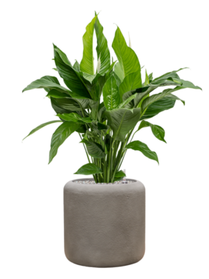 Spathiphyllum 'Sweet Lauretta' en Baq Nucast