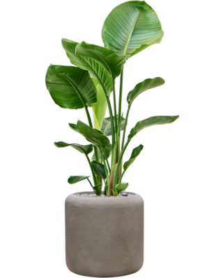 Strelitzia nicolai en Baq Nucast