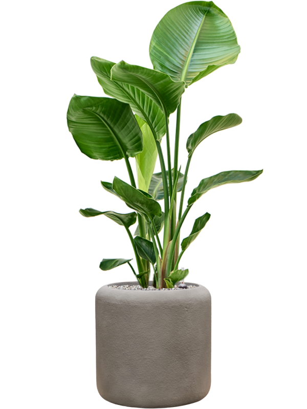 Strelitzia nicolai en Baq Nucast