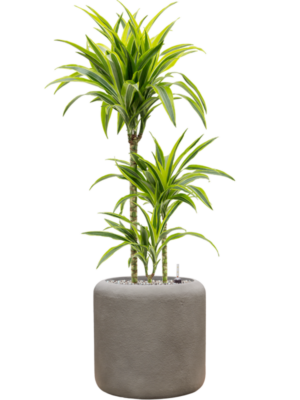Dracaena fragrans 'Lemon Lime' en Baq Nucast
