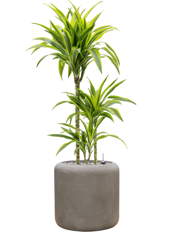 Dracaena fragrans 'Lemon Lime' en Baq Nucast