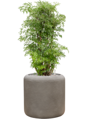 Aralia (Polyscias) 'Ming' en Baq Nucast