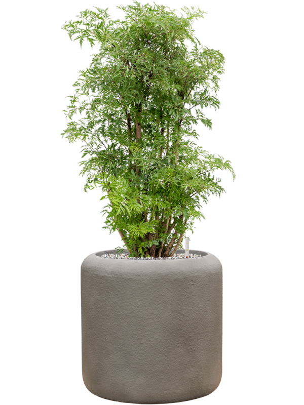 Aralia (Polyscias) 'Ming' en Baq Nucast