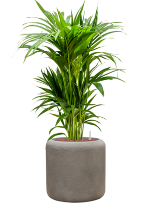 Kentia (Howea) forsteriana en Baq Nucast