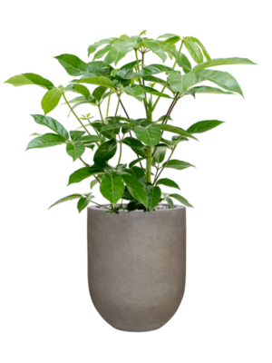 Schefflera actinophylla 'Amate' en Baq Nucast
