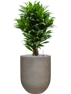 Dracaena fragrans 'Compacta' en Baq Nucast