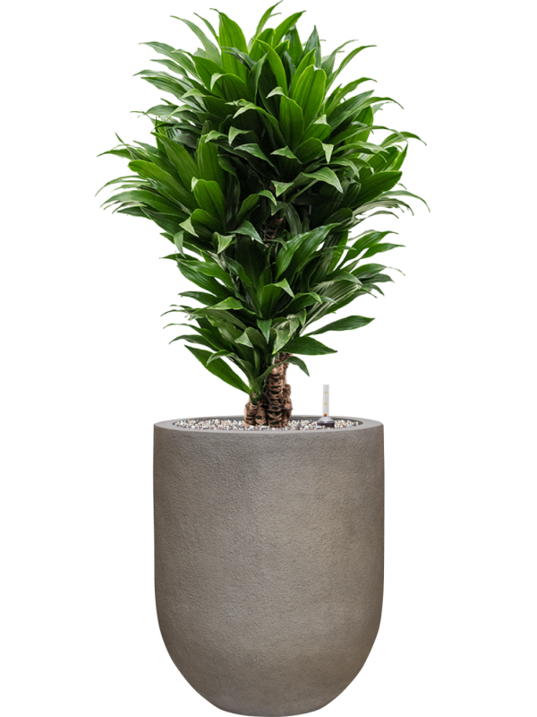 Dracaena fragrans 'Compacta' en Baq Nucast