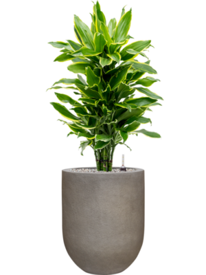 Dracaena fragrans 'Golden Coast' en Baq Nucast