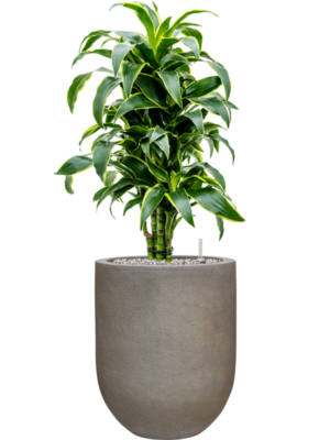Dracaena fragrans 'Dorado' en Baq Nucast