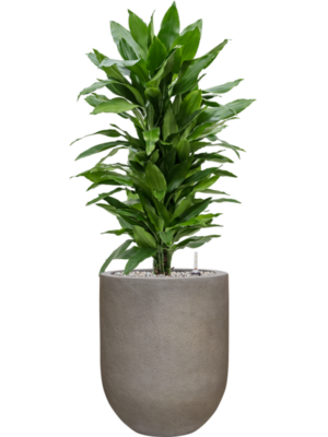 tDracaena fragrans 'Janet Lind' en Baq Nucast