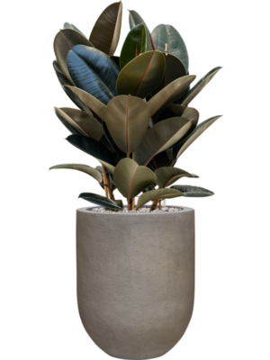 Ficus elastica 'Abidjan' en Baq Nucast