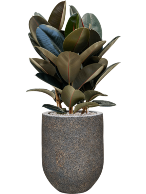Ficus elastica 'Abidjan' en Baq Naturescast