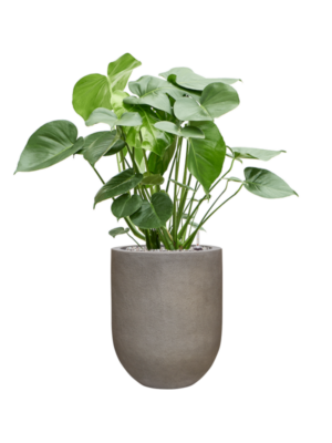 Monstera deliciosa en Baq Nucast