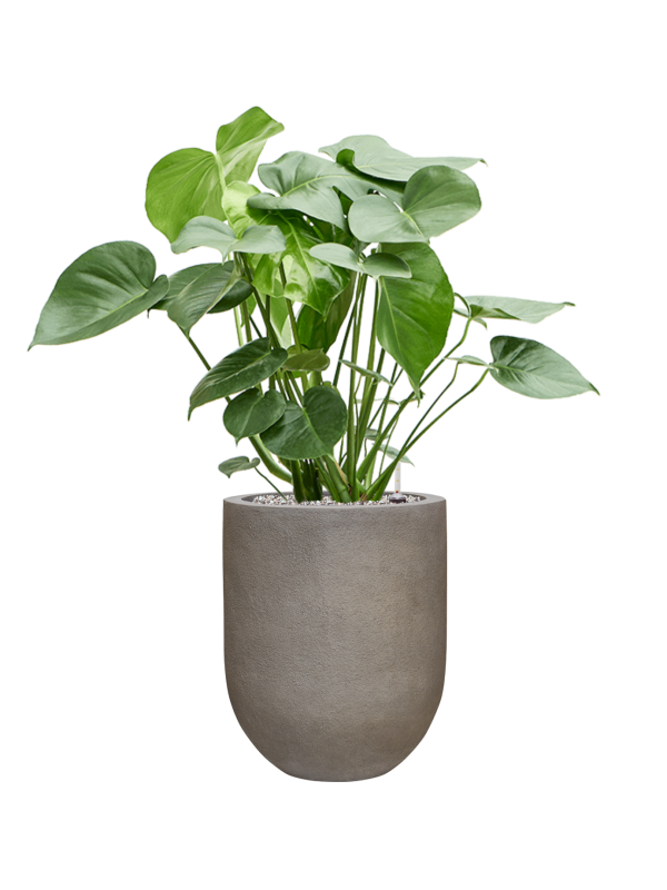 Monstera deliciosa en Baq Nucast
