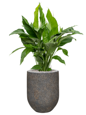 Spathiphyllum 'Sweet Lauretta' en Baq Naturescast