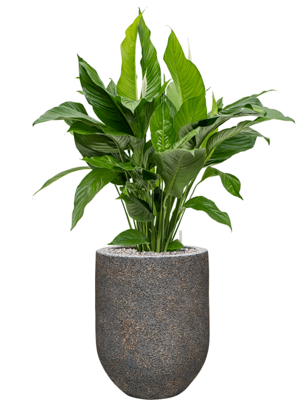 Spathiphyllum 'Sweet Lauretta' en Baq Naturescast
