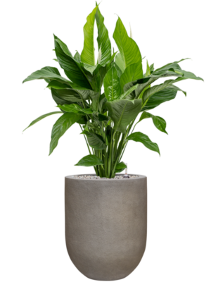 Spathiphyllum 'Sweet Lauretta' en Baq Nucast