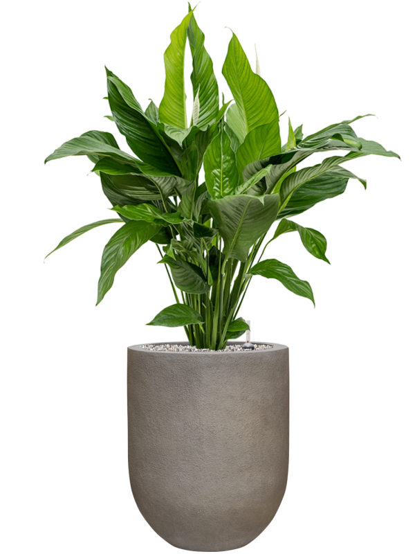 Spathiphyllum 'Sweet Lauretta' en Baq Nucast