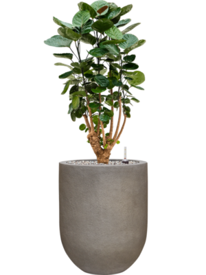 Aralia (Polyscias) 'Fabian' en Baq Nucast