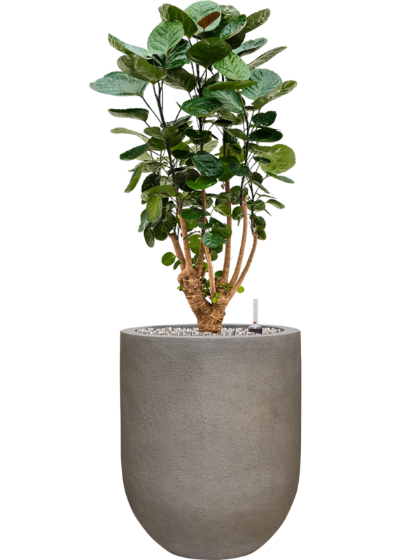 Aralia (Polyscias) 'Fabian' en Baq Nucast
