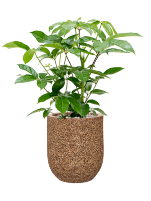Schefflera actinophylla 'Amate' en Baq Naturescast
