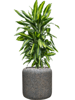 Dracaena fragrans 'Cintho' en Baq Naturescast