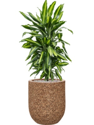 Dracaena fragrans 'Cintho' en Baq Naturescast